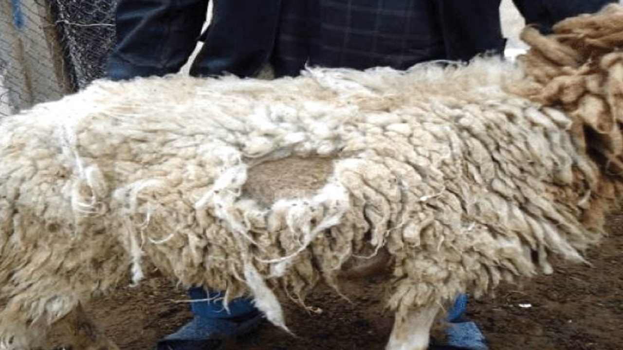 پشم‌خواری گوسفندان! علت‌ها و درمان