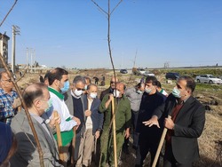کاشت ۲۷۰۰ اصله نهال در محورهای مواصلاتی شهرستان آمل
