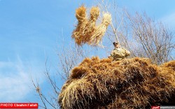 کَرزنی؛ برداشت سنتی برنج در 