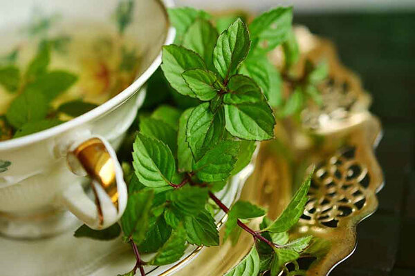 ۱۰ دمنوش گیاهی موثر برای پاکسازی ریهها