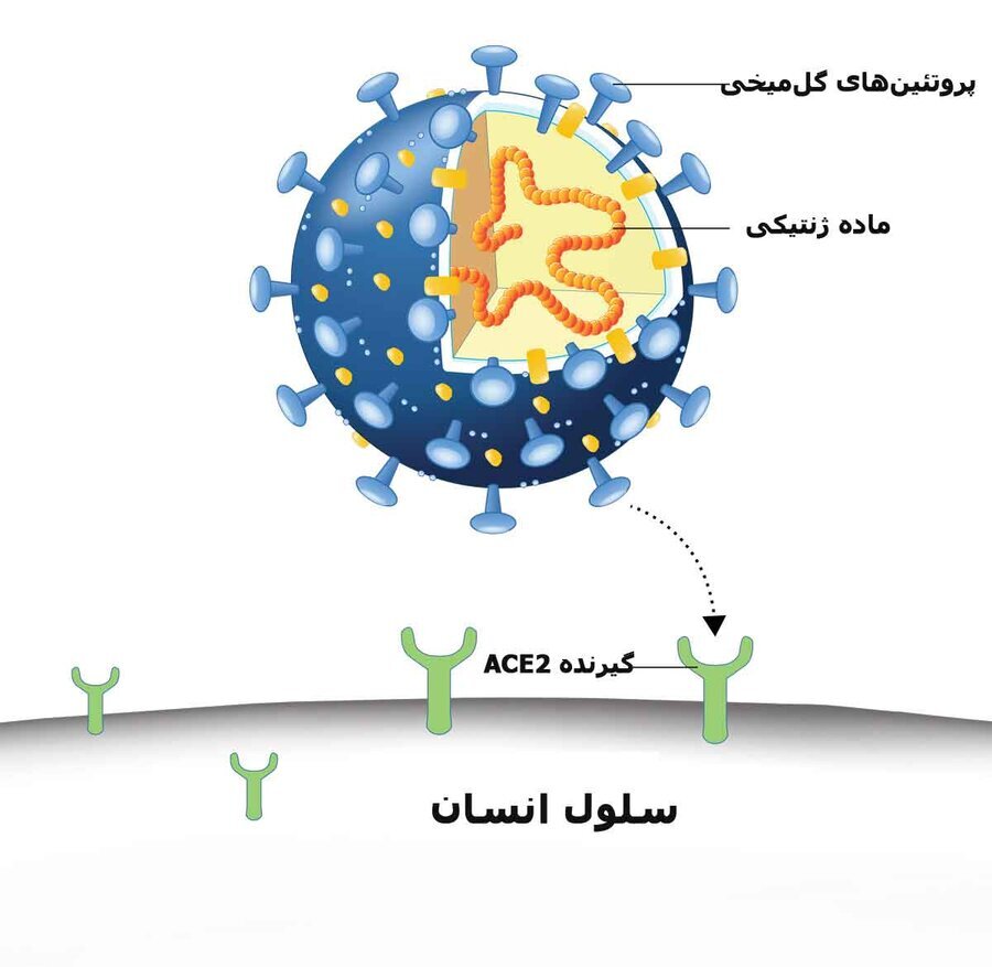 پروتئین گل‌میخی ویروس کرونا به رگ‌های خونی آسیب می‌زند
