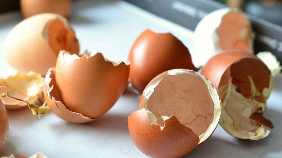 فواید شگفتانگیز پوست تخم مرغ برای مو و دندانها