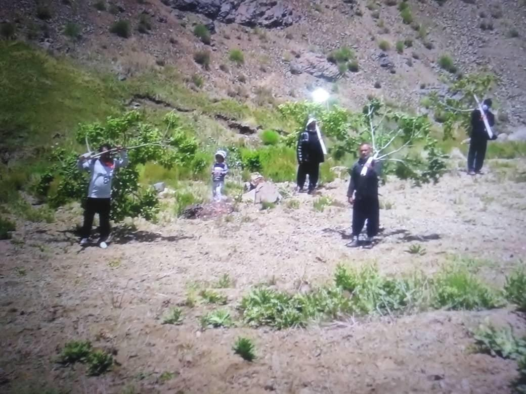 قطع هزار درخت در روستایی در کرمان/ «انگار مغول‌ها حمله کرده بودند»