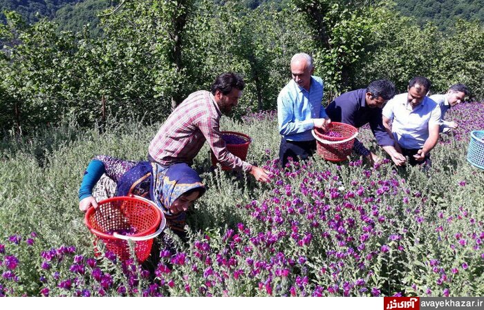برگزاری دومین جشنواره مردمی گیاهان دارویی در نکا