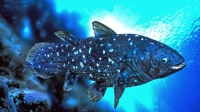 زیست شناسی عجیب یک ماهی با عمر یک قرن