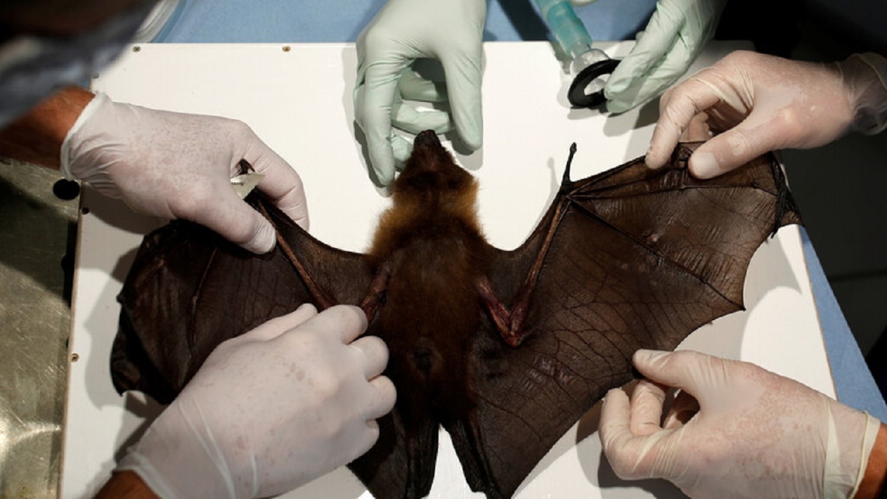 شناسایی گونه‌ای جدید از ویروس کرونا در خفاش‌های انگلیسی/ فعالیت‌هایی که شما را از آلزایمر دور می‌کند