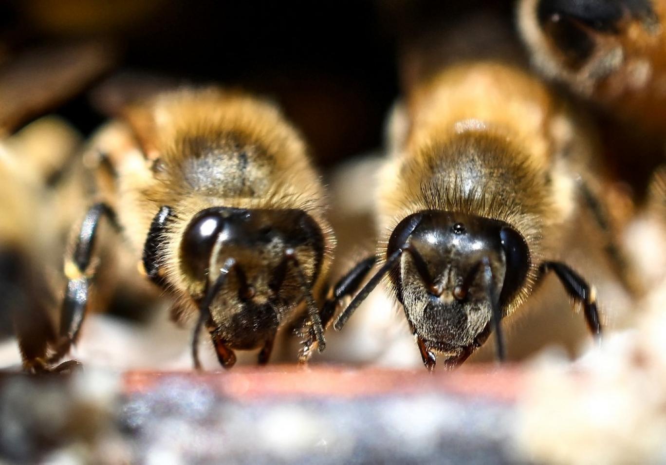 زنبورها هم با کافئین سرحال می‌شوند؟