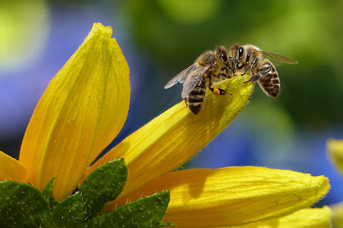 بحران آب‌وهوایی پرواز زنبور‌ها را مختل می‌کند