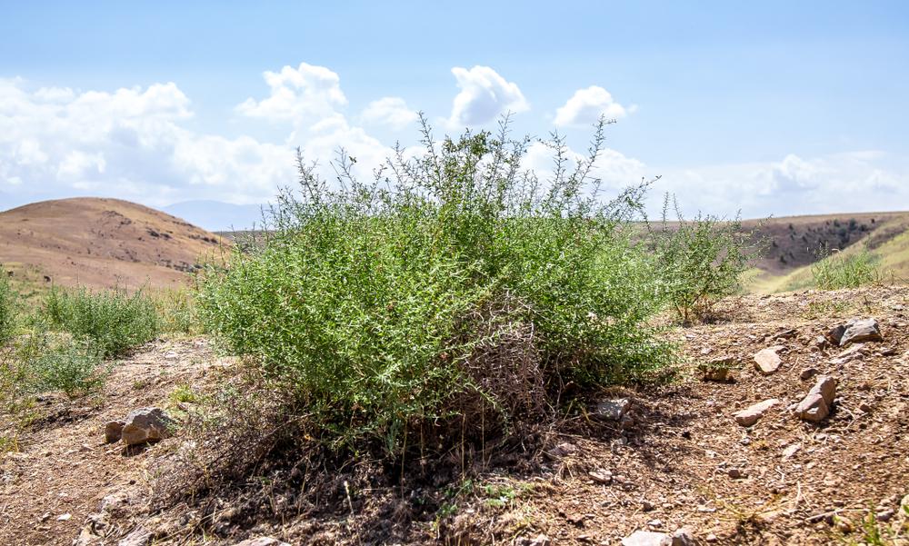 خواص درمانی گیاه خار شتر