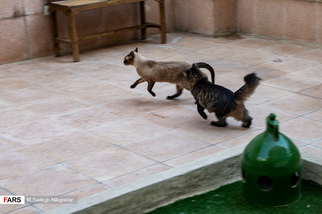 موزه ای برای گربه های ایرانی