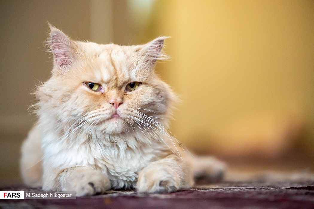 گربه نژاد پرشین در موزه ی  گربه های ایرانی