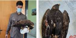 دوستدار طبیعت عقاب زخمی را به محیط‌بانان بهشهر تحویل داد
