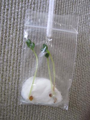 بذر سبزی چگونه در کیسه پلاستیکی پرورش می‌یابد؟
