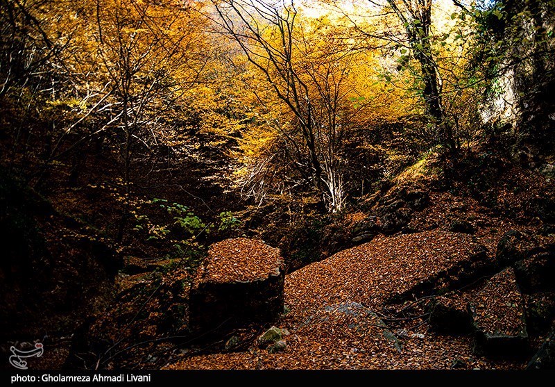 طبیعت پاییزی بهشهر