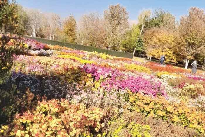 مهمـانی گل‌های داودی | جشنواره ای از ۶۰۰ طیف گل رنگی در باغ گیاه‌شناسی