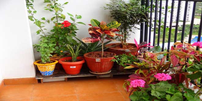 روش های مراقبت از گلهای آپارتمانی زینتی روش های مراقبت از گلهای آپارتمانی زینتی
