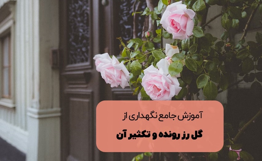 گل رز رونده چگونه نگهداری و تکثیر میشود؟ گل رز رونده چگونه نگهداری و تکثیر میشود؟