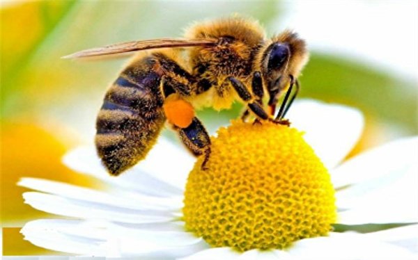 کدام زنبورها نیش می‌زنند؟