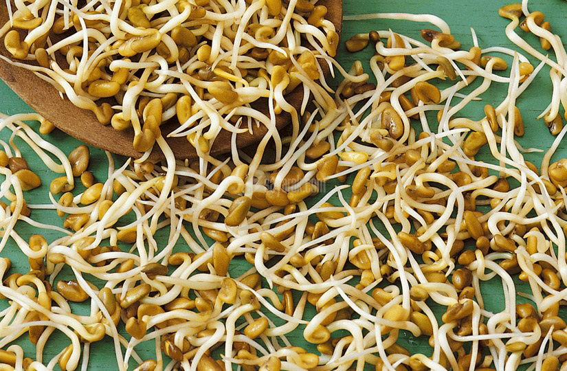 خواص و مضرات تخم شنبلیله چیست؟ خواص و مضرات تخم شنبلیله چیست؟