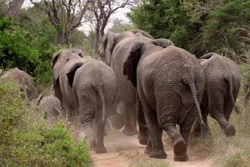 elephant-herd-of-elephants-animals-africa.jpg