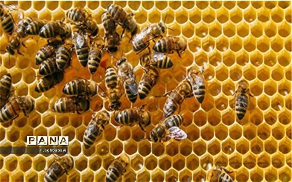 زنبورها چگونه با دود آرام می‌شوند