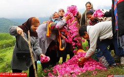 برداشت گل محمدی در سرزمین دو خورشید