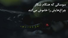 ببینید| مهارتی عجیب در شکار/ سوسکی که موقع شکار چراغ‌هایش را خاموش می‌کند