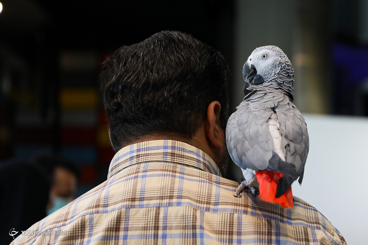 تصاویر: نمایشگاه پرندگان زینتی - برج میلاد