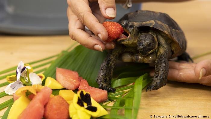 تصاویر خوشبخت‌ترین لاک‌پشت دنیا | اسکیت اختصاصی این حیوان را ببینید