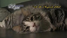 هتل گربه‌ها در فرانسه/ در این هتل گربه‌هایتان را ماساژ داده و دندان‌هایشان را مسواک می‌زنند