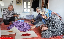 برداشت زعفران در بندرج دودانگه‌ی ساری