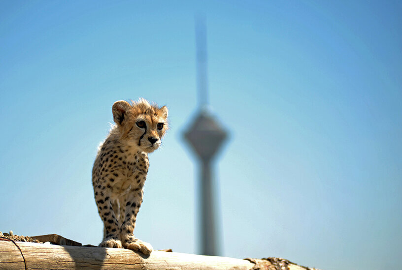 یوزپلنگ ایرانی؛ از خطر انقراض تا تبدیل شدن به نماد ایران