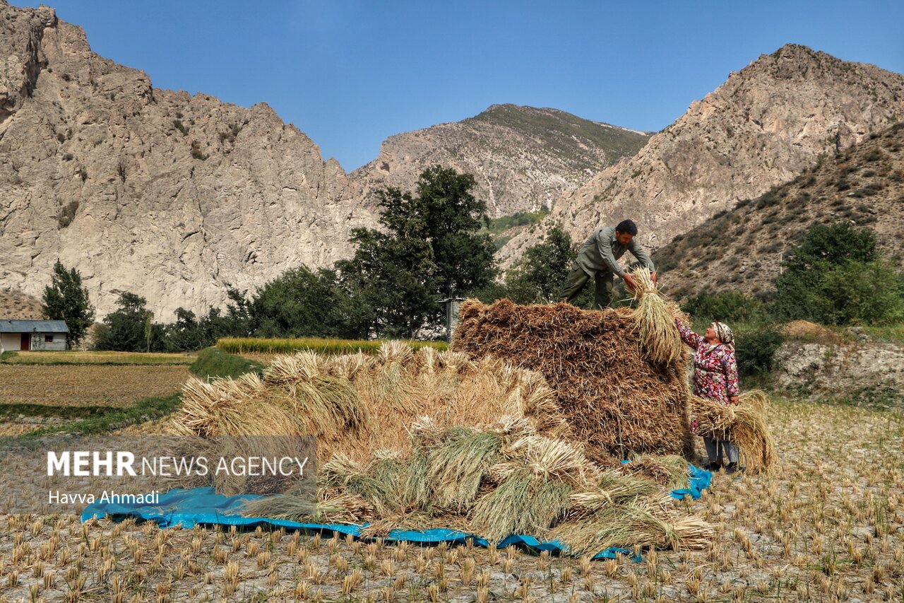 پازل برنج، نارنگی و کیوی/ رنج نامه مزرعه تا باغ ادامه دارد