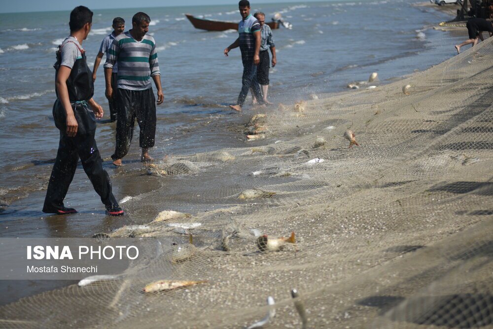 تصاویر: صید ماهی در مازندران