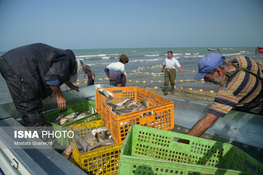 تصاویر: صید ماهی در مازندران