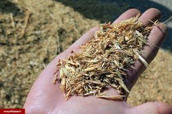 احیای پوشش گیاهی عرصه‌های مرتعی مازندران با تولید بذر در 