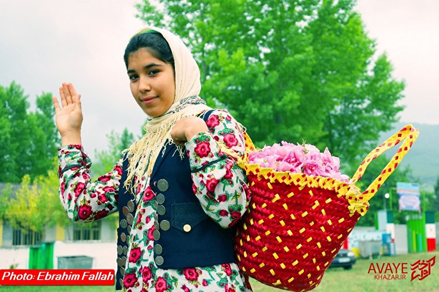 جشنواره گل محمدی در «دودانگه» ساری