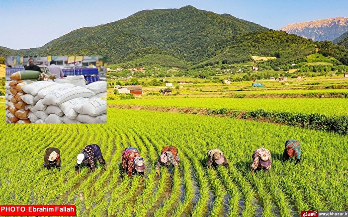 دستور فوری معاون اول رئیس جمهور برای خرید برنج شمال دستور فوری معاون اول رئیس جمهور برای خرید برنج شمال