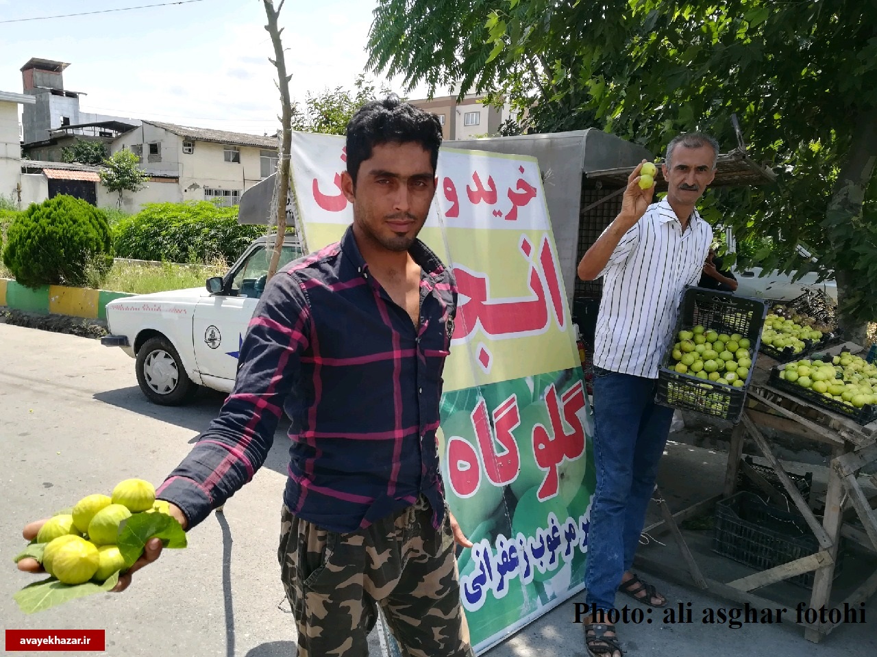 گلوگاه؛ مهد انجیر ارگانیک ایران