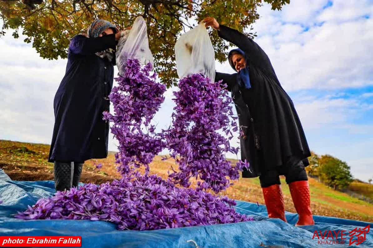 عکاس آوای خزر حائز رتبه نخست جشنواره ملی «بانوی ایرانی» شد