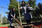 کاشت نهال در شرکت چوب و کاغذ مازندران