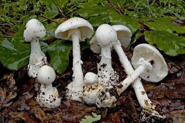 نشانههای مسمومیت با قارچ سمی را بشناسید نشانههای مسمومیت با قارچ سمی را بشناسید