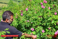 کلیج‌کلا؛ روستای گل و گلاب و گردشگر
