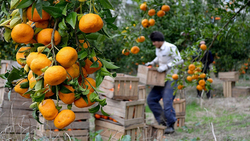 افزایش مرغ و برنج وارداتی پا به پای مرغدار و شالیکار/ جای صنایع تبدیلی خالی‌ست