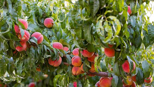 افزایش مرغ و برنج وارداتی پا به پای مرغدار و شالیکار/ جای صنایع تبدیلی خالیست افزایش مرغ و برنج وارداتی پا به پای مرغدار و شالیکار/ جای صنایع تبدیلی خالیست