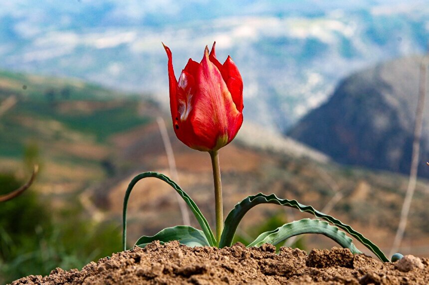 شکوفایی لاله‌های وحشی در هزارجریب بهشهر
