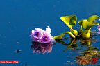 جاذبه‌ای زیبا، اما مهاجم؛ سنبل آبی تالاب اغوزبن بابل