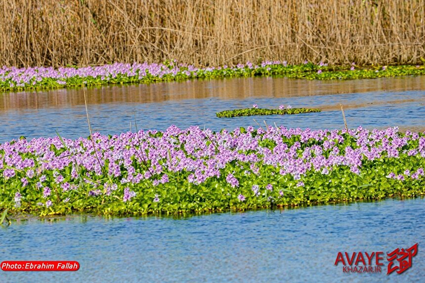 جاذبه‌ای زیبا، اما مهاجم؛ سنبل آبی تالاب اغوزبن بابل