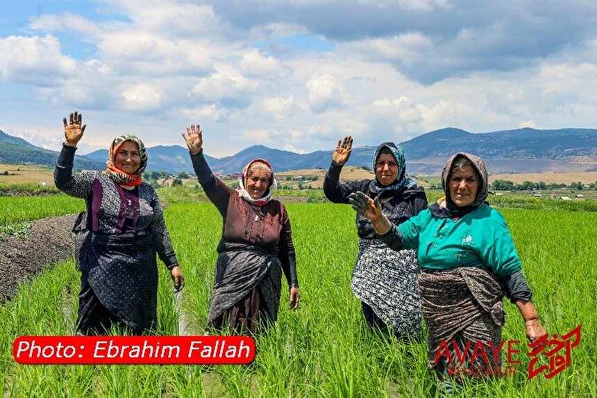 شالیزار‌های دودانگه ساری؛ تابلویی زنده از زیبایی شمال ایران