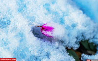 بارش برف بهاری در دودانگه‌ی ساری